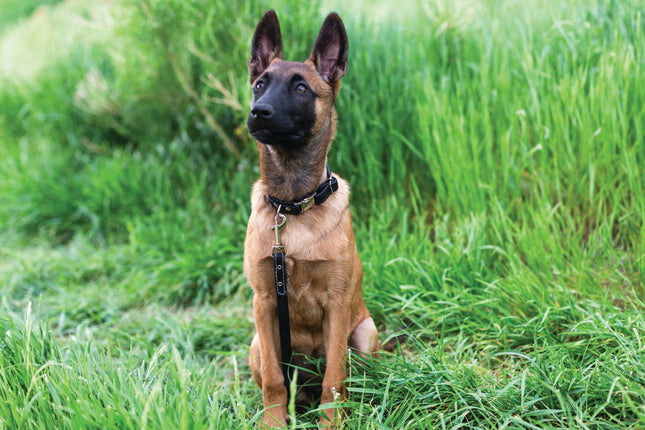 Rolled Style Light Brown Leather Quick-Release Dog Collar