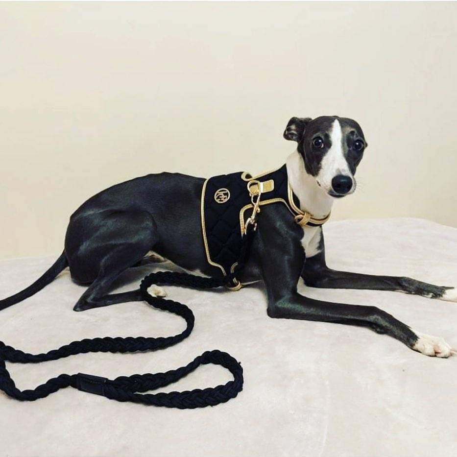 The Midnight Dog Harness