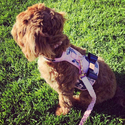 The Blossom Dog Harness