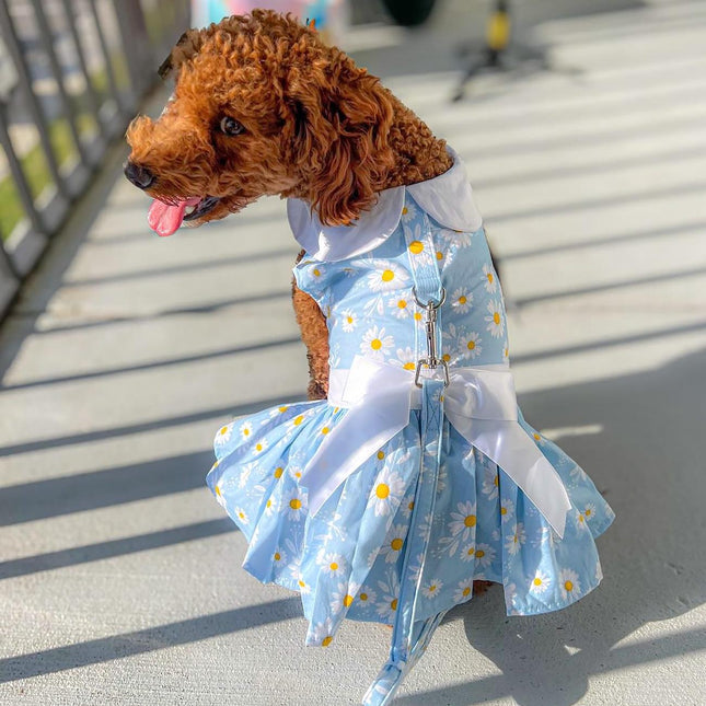 Blue Daisy Dog Dress with Matching Leash