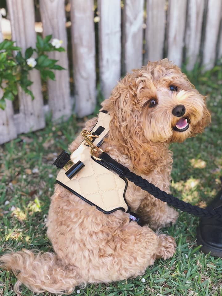 The Coco Dog Harness (Bow)