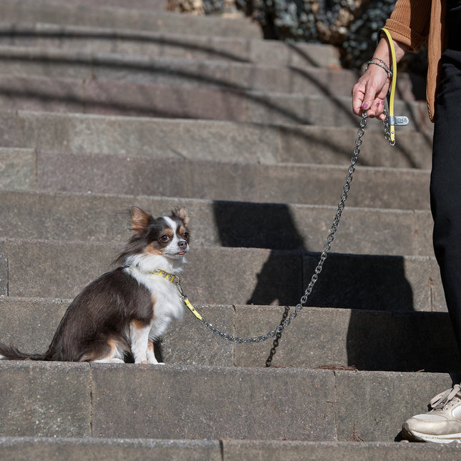 Lemon Cuore-Leash