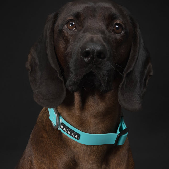 PAIKKA Glow Collar Aqua for Dogs