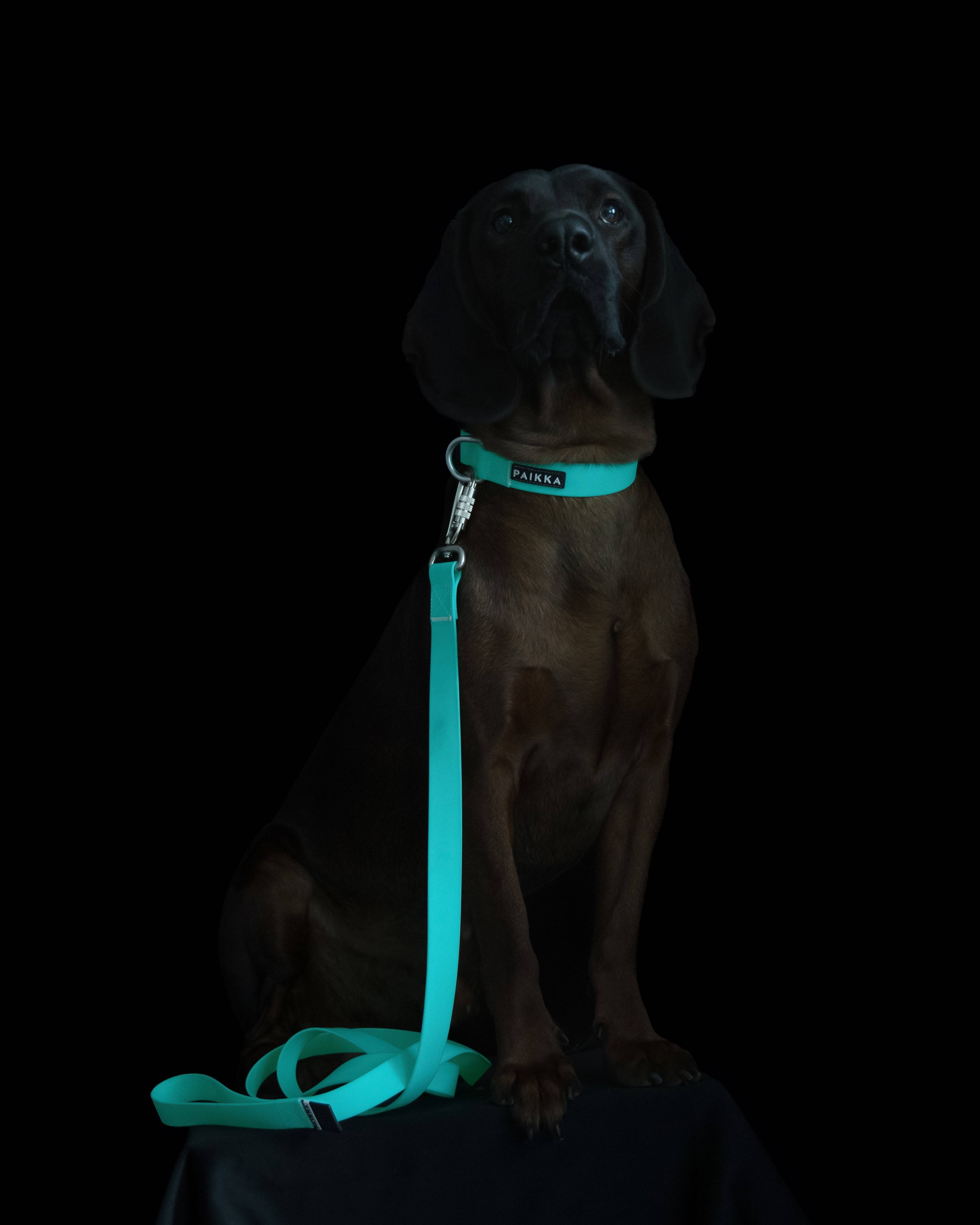 PAIKKA Glow Collar Aqua for Dogs