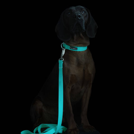 PAIKKA Glow Collar Aqua for Dogs