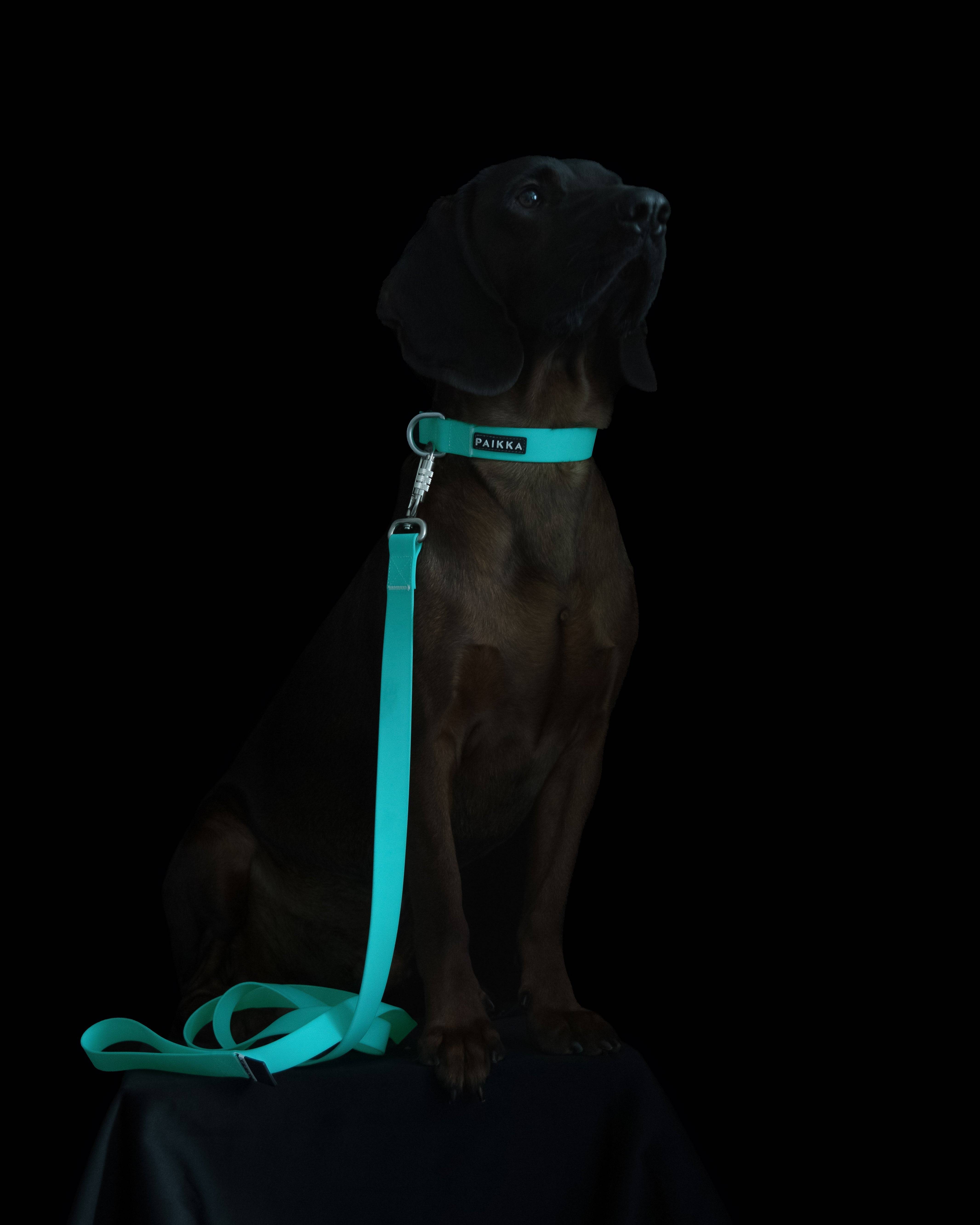 PAIKKA Glow Leash Aqua for Dogs