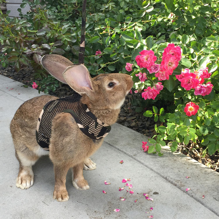 Cool Mesh Dog Harness with Leash - Camouflage