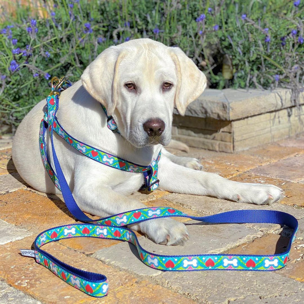 Coloring Book Dog Harness