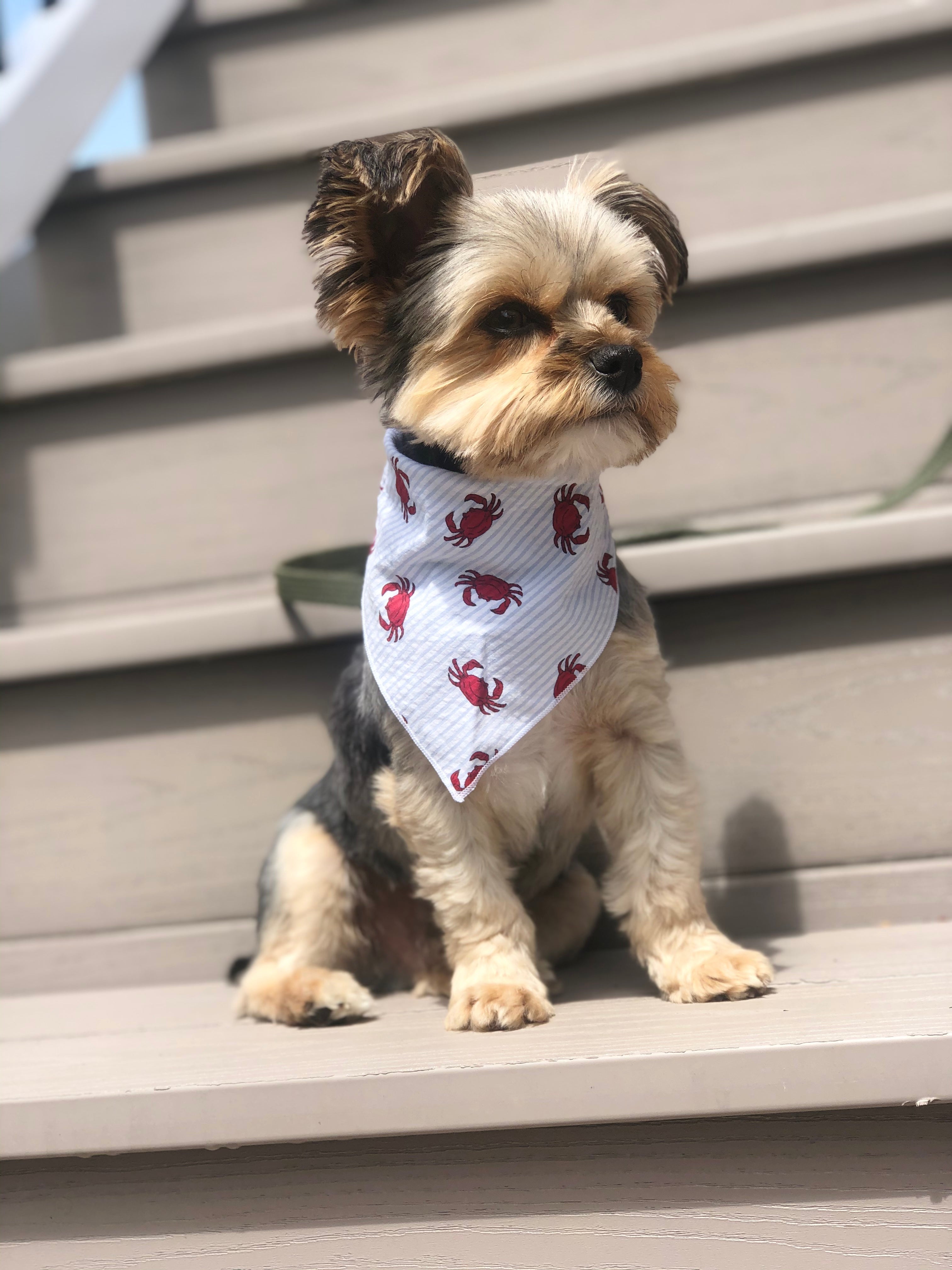 Red Crab Dog Bandana