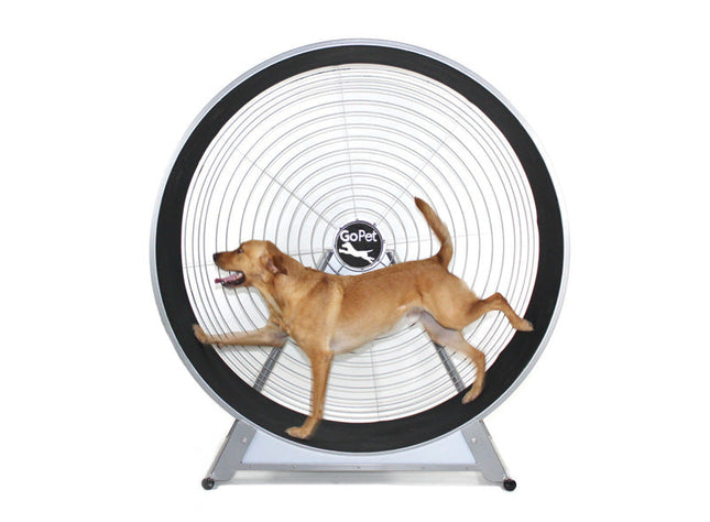 Dog Wheel With Stand Medium-Large Breed