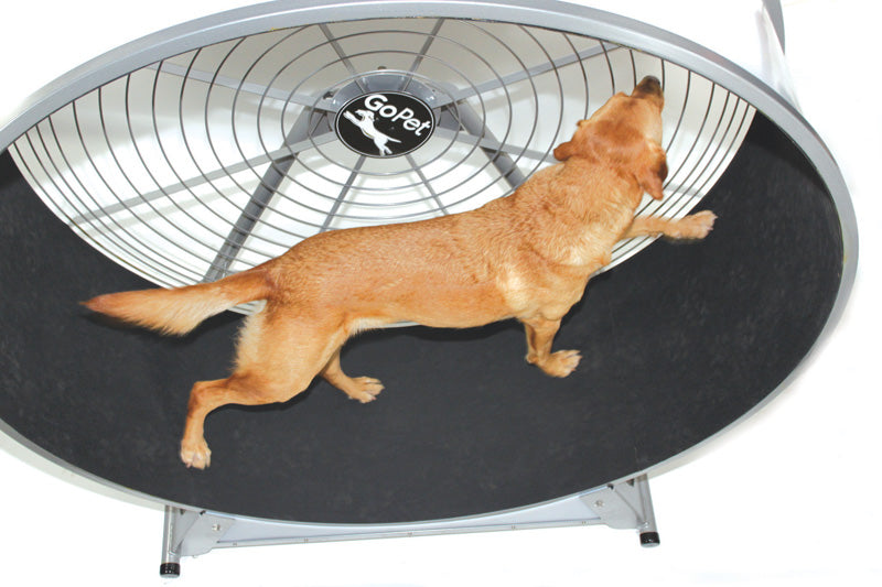 Dog Wheel With Stand Medium-Large Breed