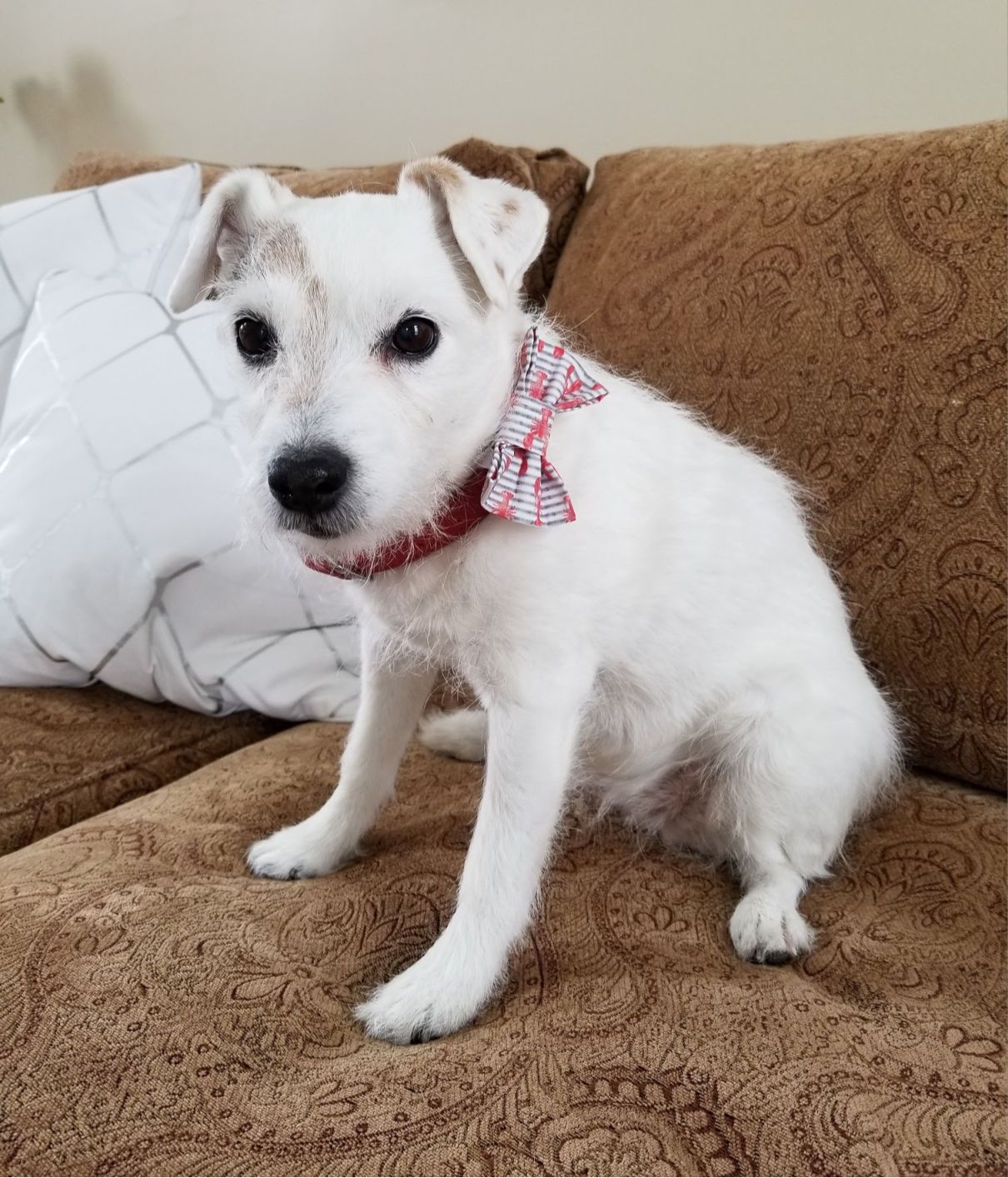 Chicken Coop Dog Bow Tie