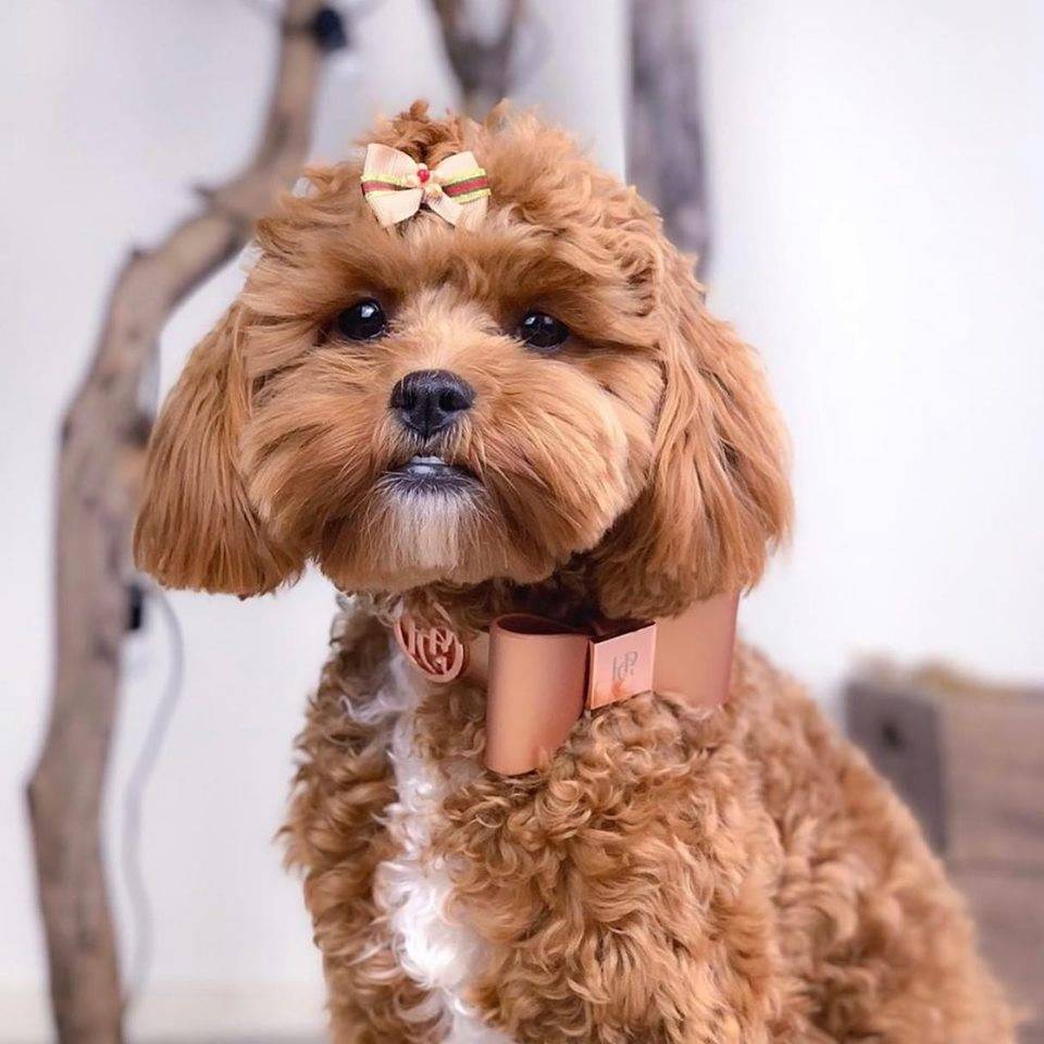 Leather Bow Collar - Cinnamon