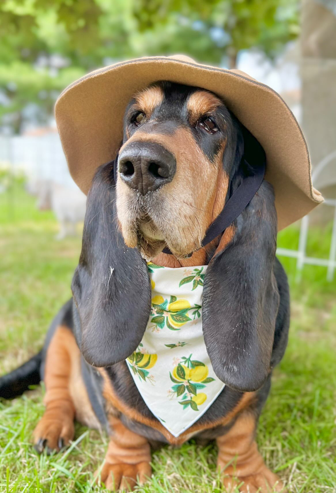 Citrus Blossom Lemon Dog Bandana