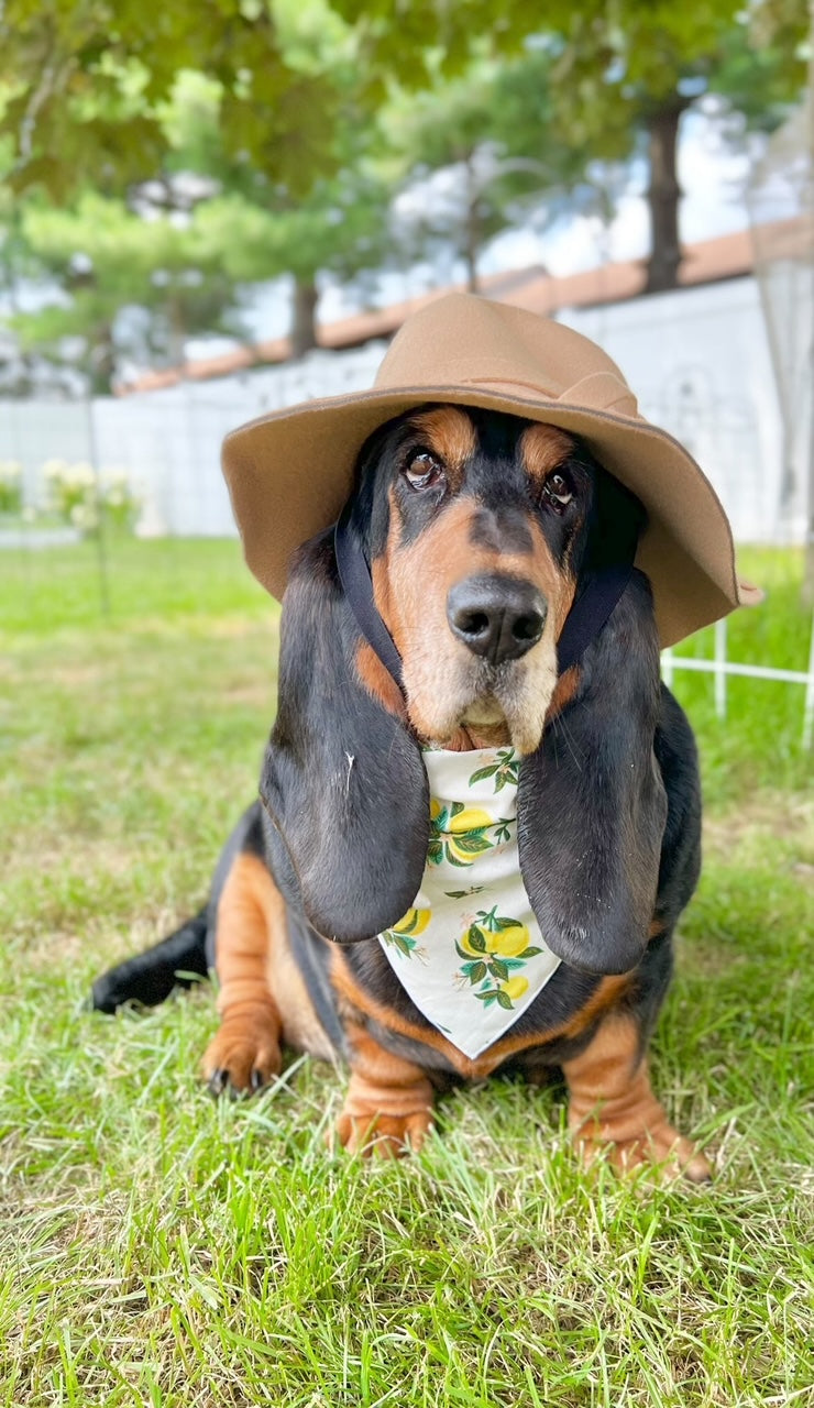 Citrus Blossom Lemon Dog Bandana