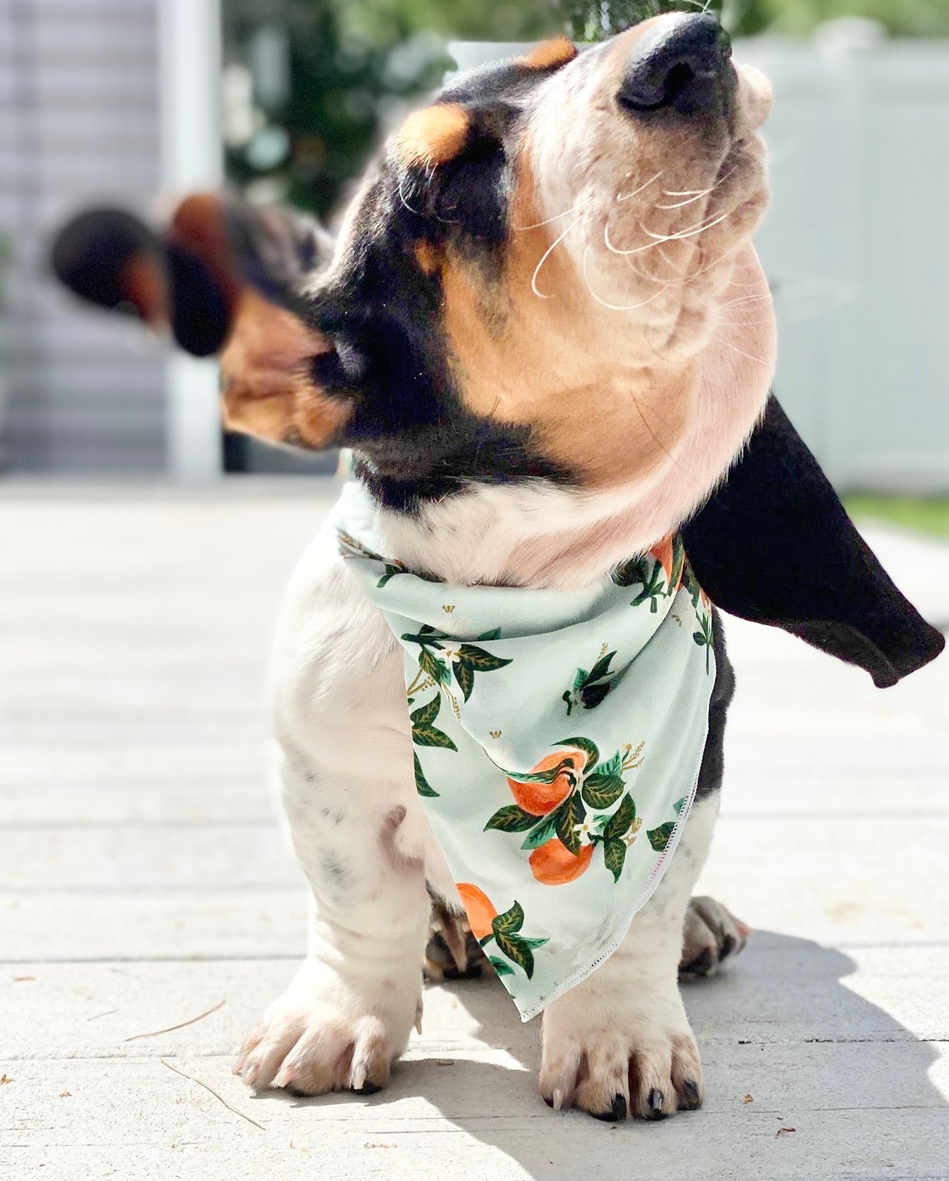 Citrus Blossom Orange Dog Bandana