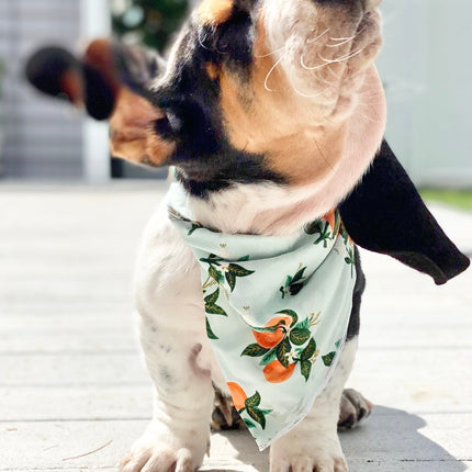 Citrus Blossom Orange Dog Bandana