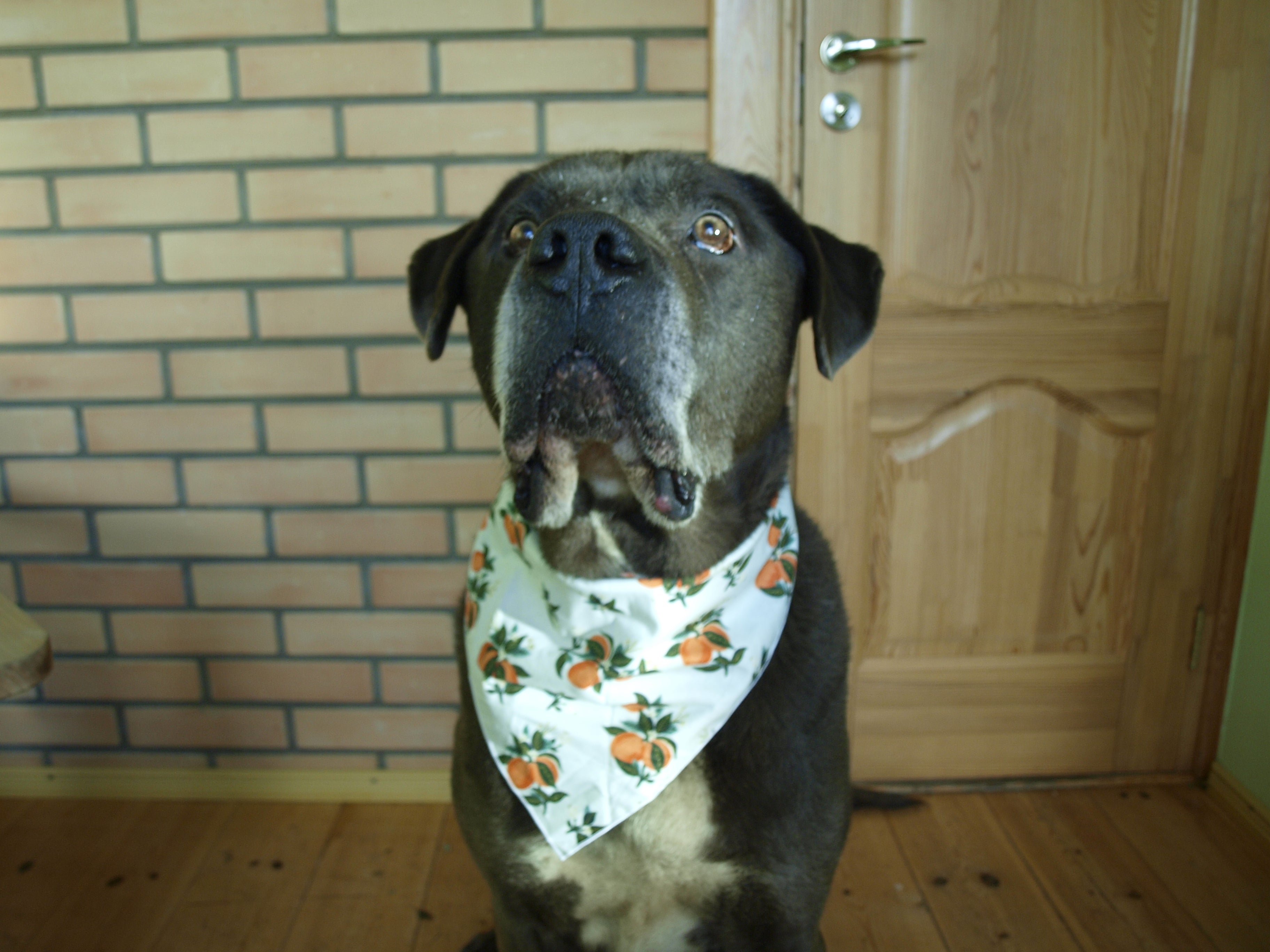 Citrus Blossom Orange Dog Bandana