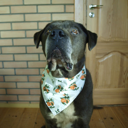 Citrus Blossom Orange Dog Bandana