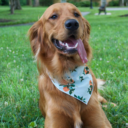 Citrus Blossom Orange Dog Bandana