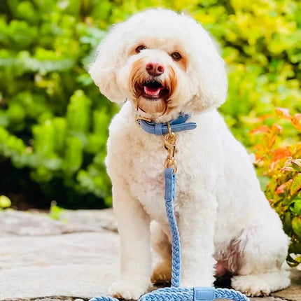 HGP- Dog Collar - Periwinkle- Plaited