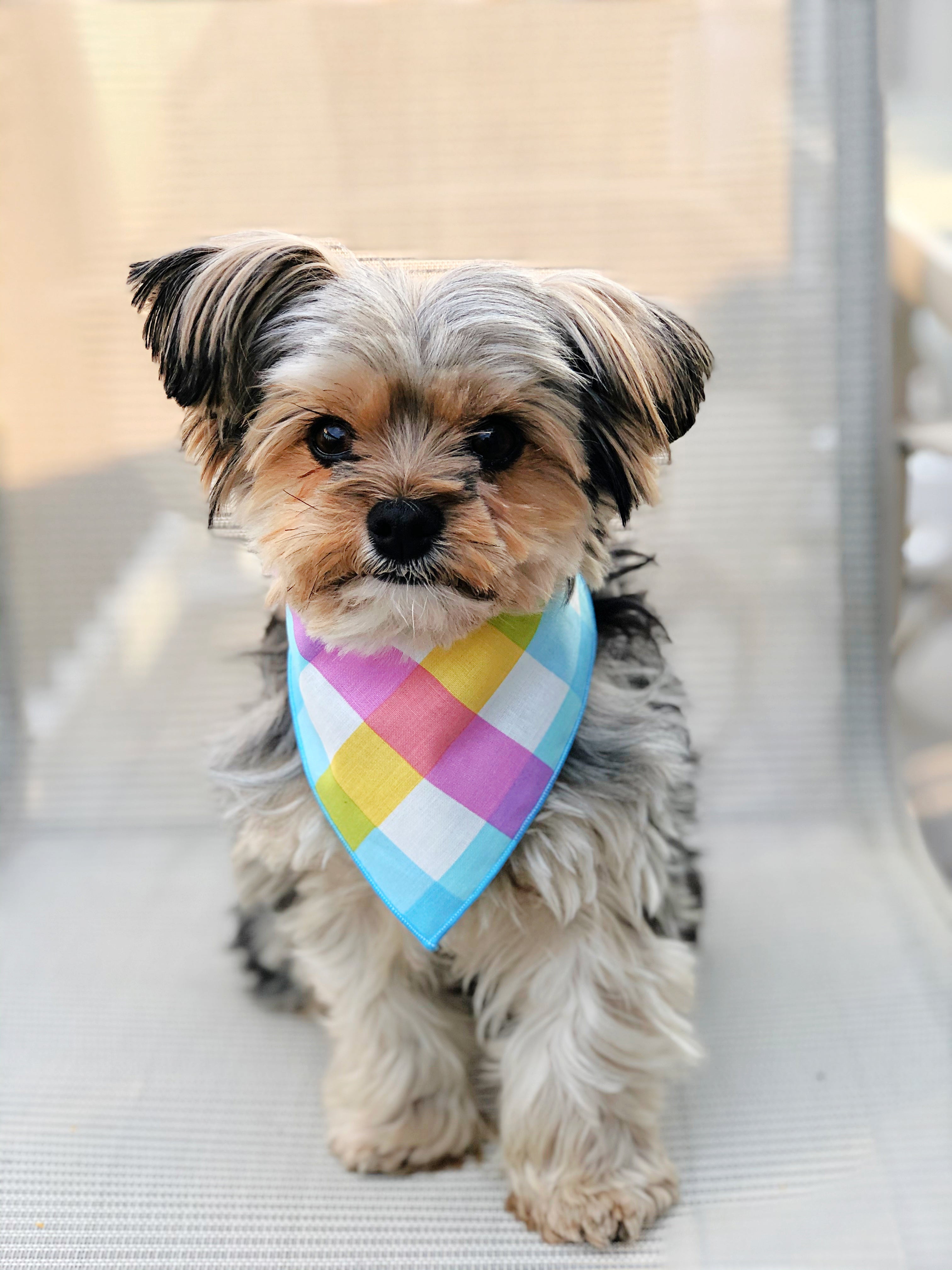 Colorful Plaid Dog Bandana