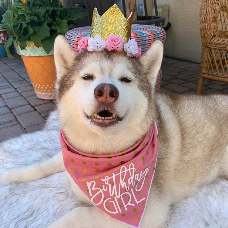 Contemporary Style Birthday Girl Tie Dog Bandana