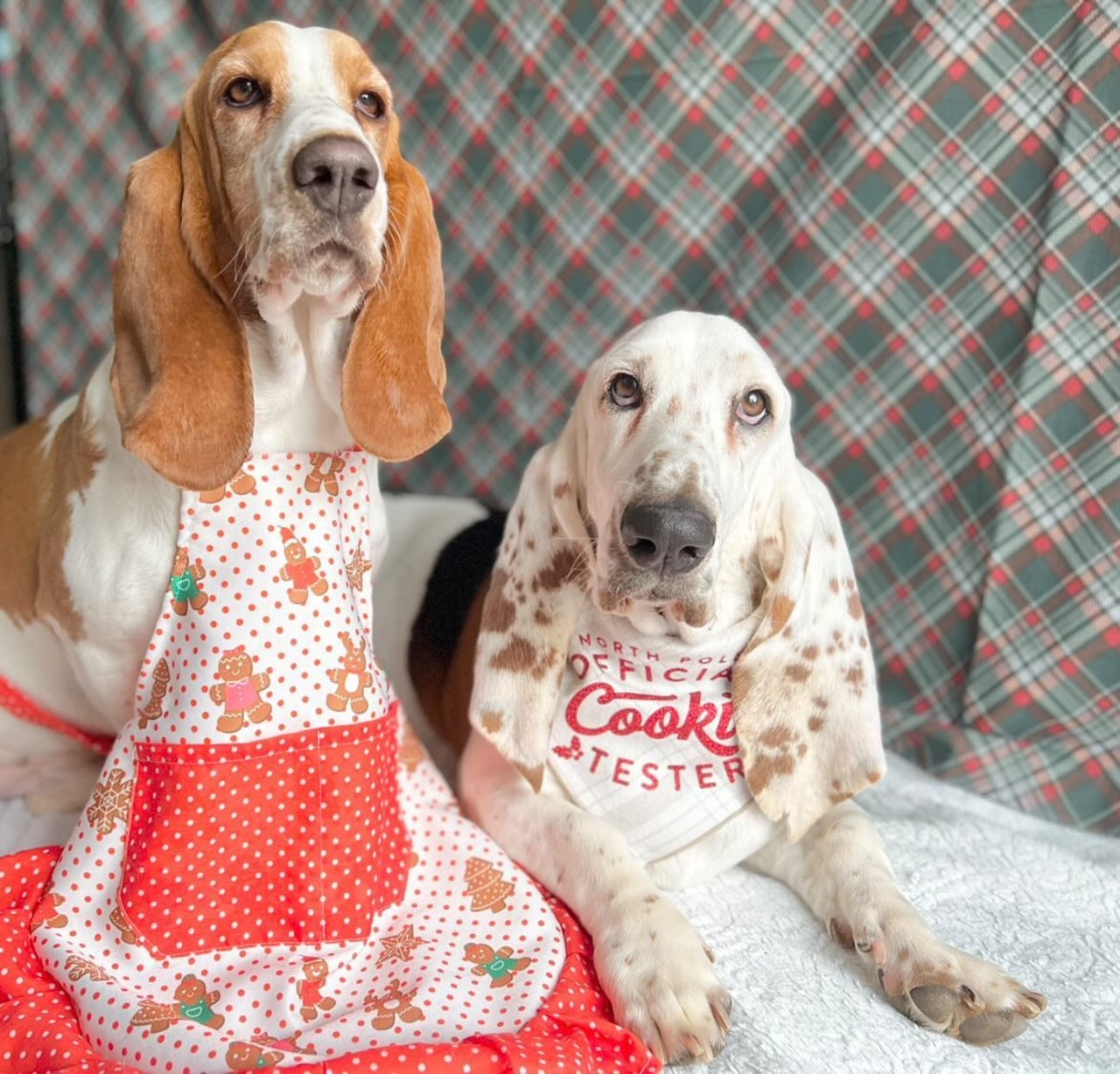 Cookie Tester Dog Bandana