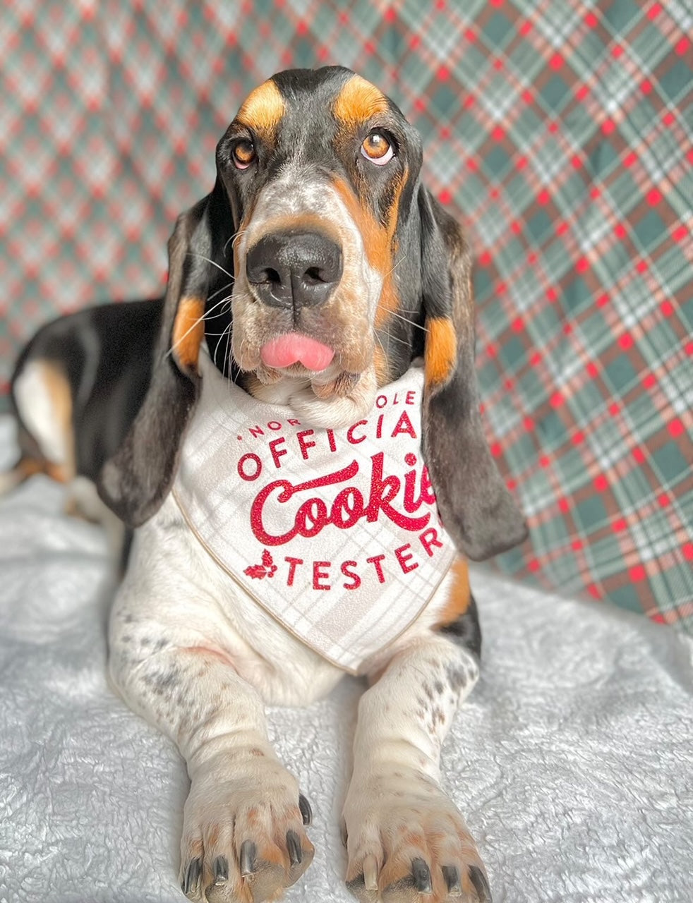 Cookie Tester Dog Bandana