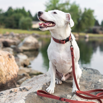 Celtic Sport Coral Reef Leather Dog Collar