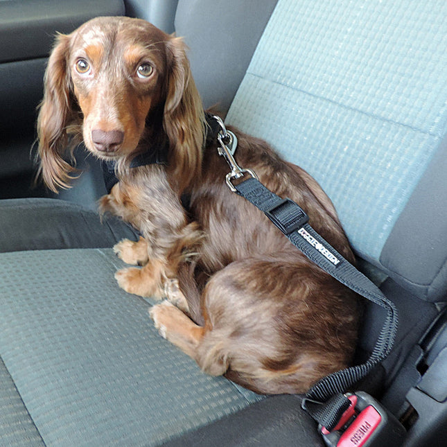 Seat Belt Strap Dog Car Leash