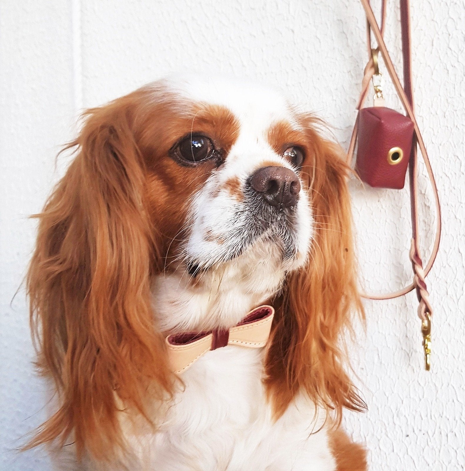 COLLAR - LUSCIOUS BOW