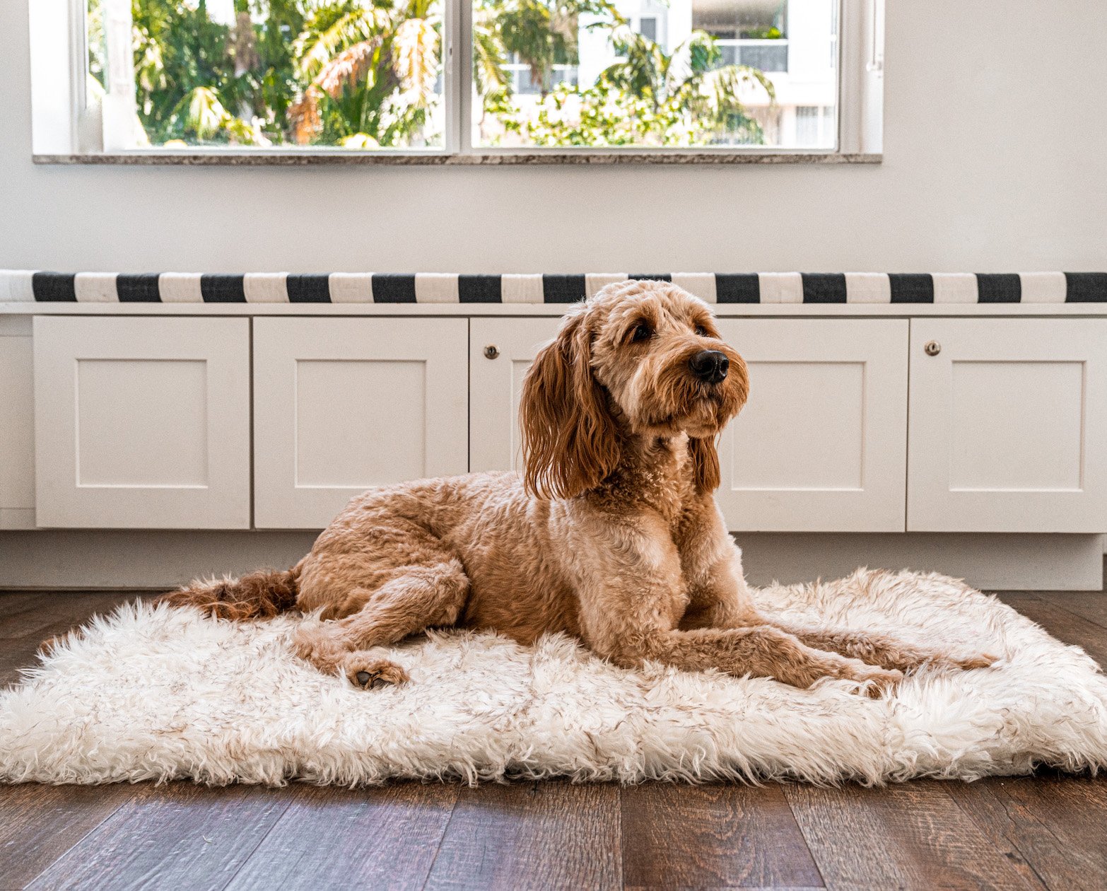 PupRug Portable Orthopedic Dog Bed - White with Brown Accents