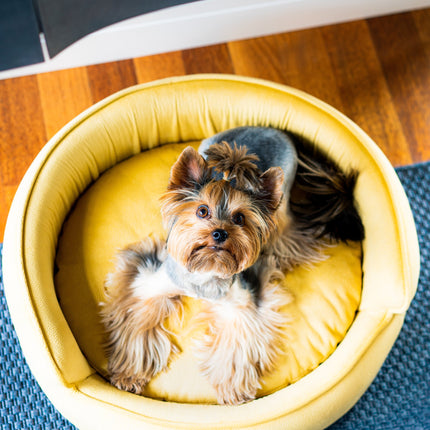 The Yin & Yang Luxury Pet Bed in Blue