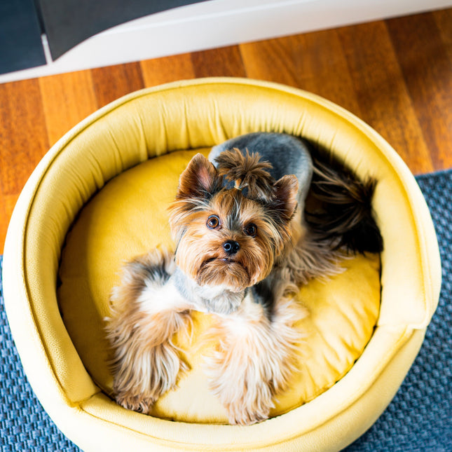 The Yin & Yang Luxury Pet Bed in Yellow