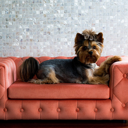 The Royal Luxury Pet Bed in Yellow