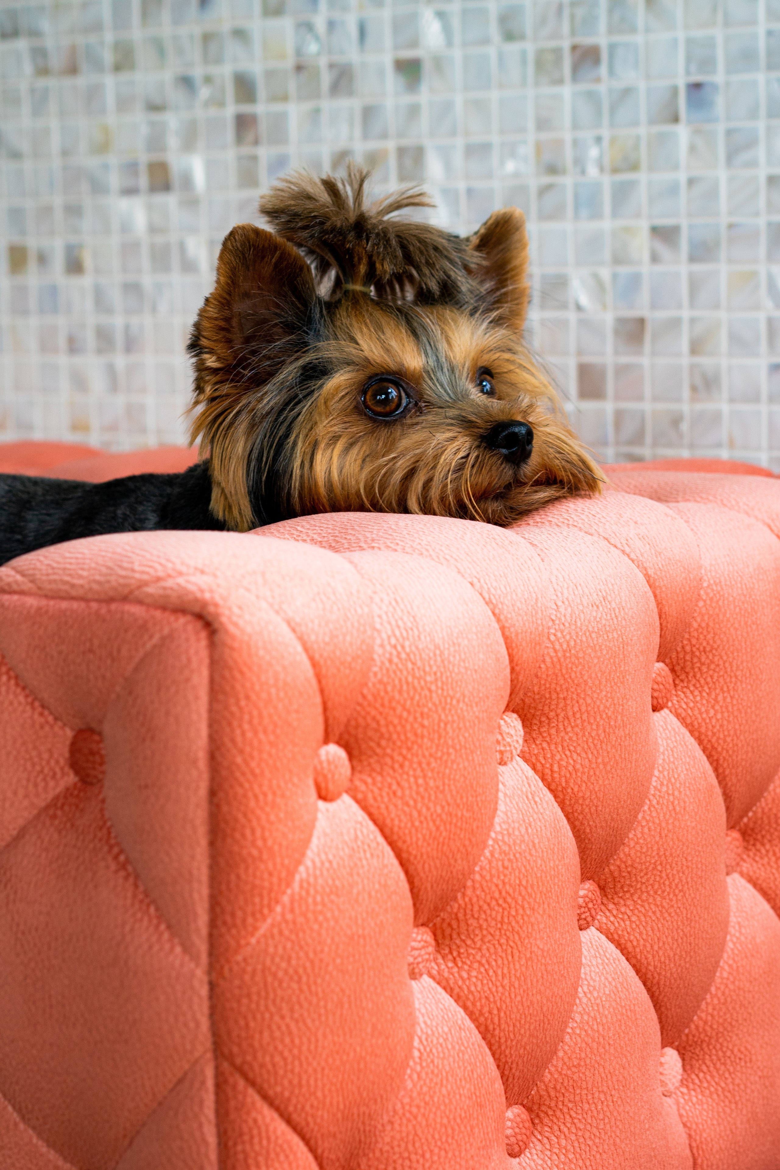 The Royal Luxury Pet Bed in Yellow