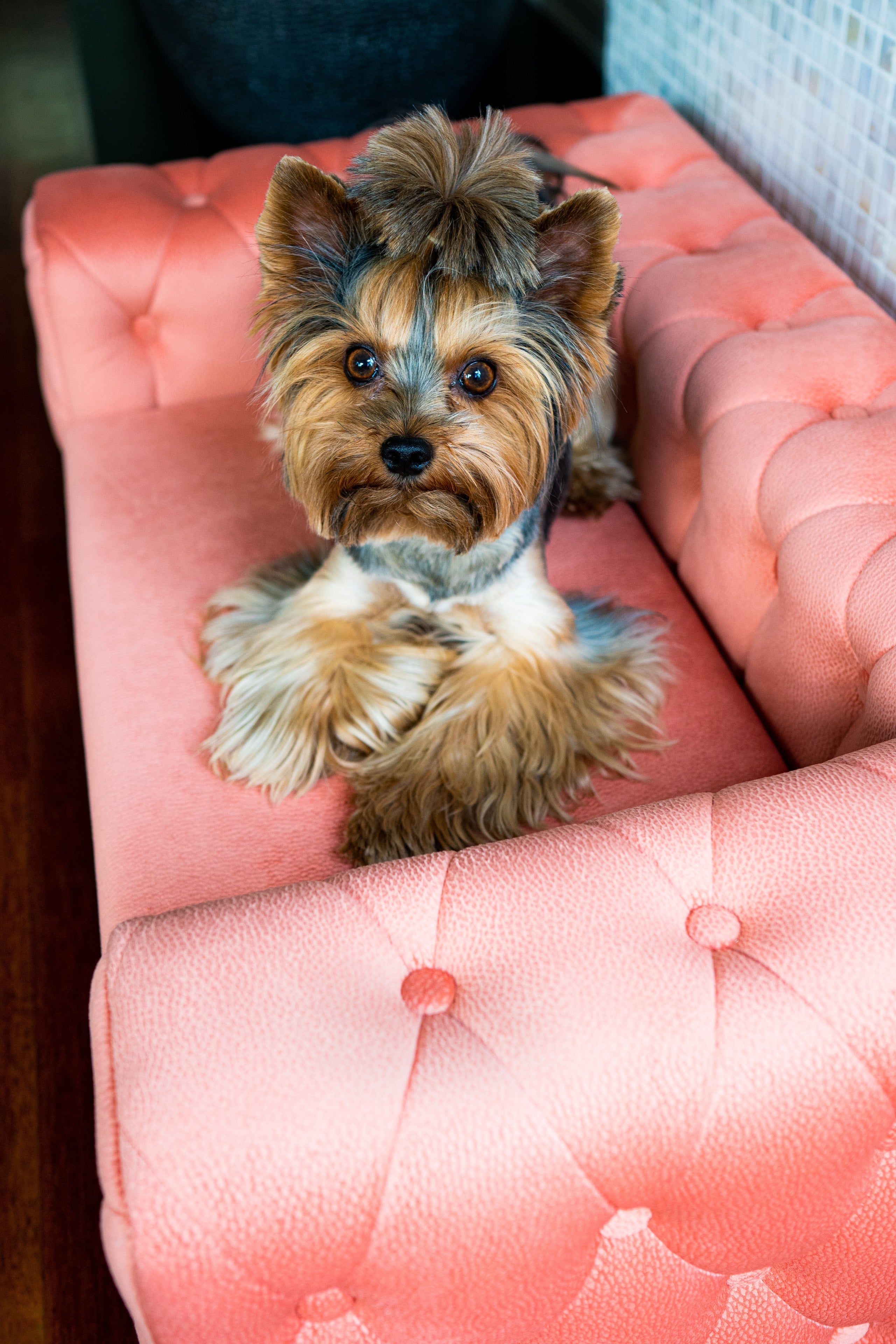 The Royal Luxury Pet Bed in Yellow