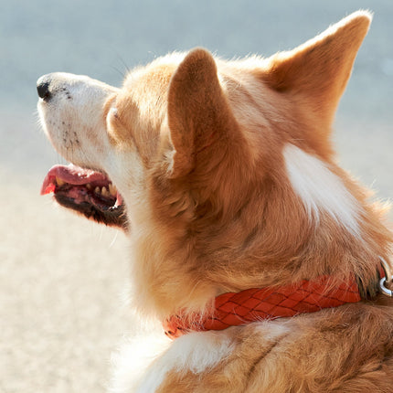 Green & Orange Braid-Collar