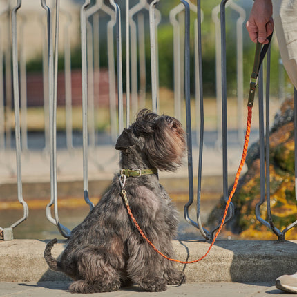 Green & Orange Braid-Leash