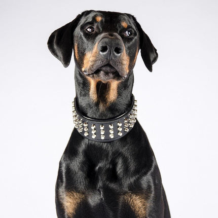 The "Stud" dog collar