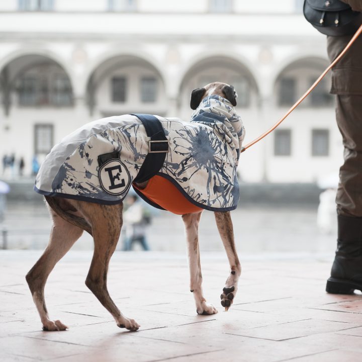 Sketches Raincoat for Greyhounds