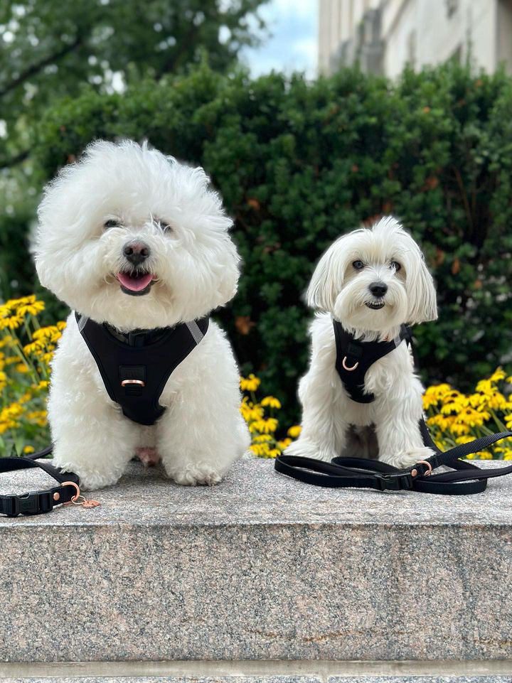 Luxe No-Pull Step-In Dog Harness - Black