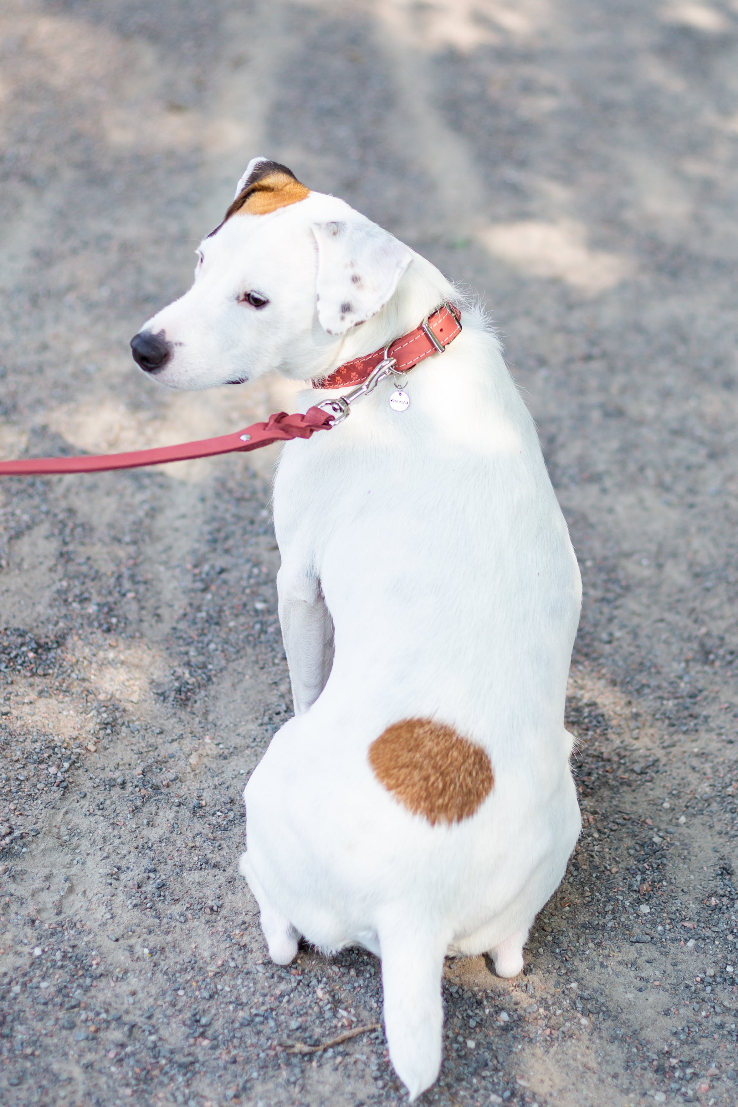 Leather Braided Dog Leash