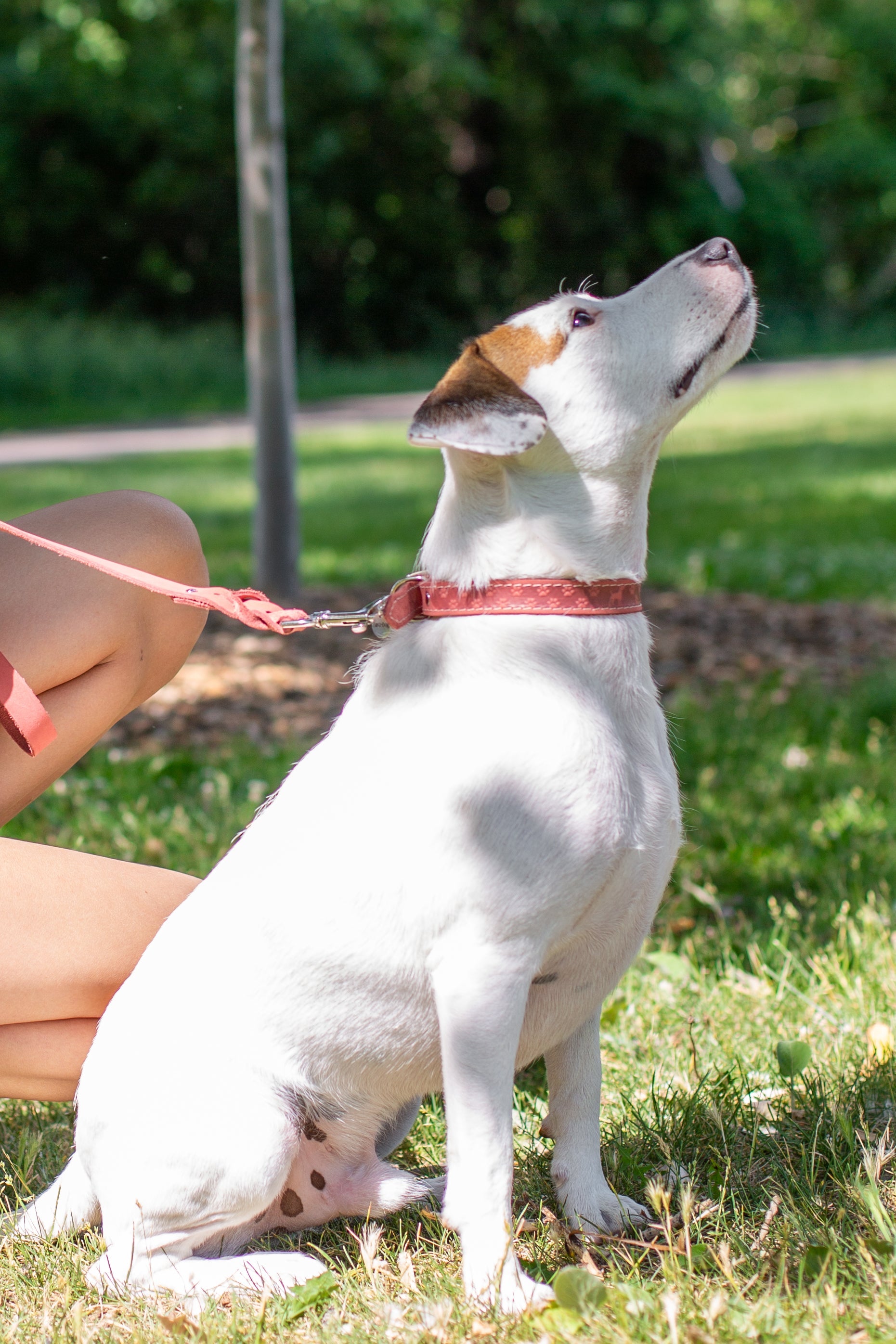 Leather Braided Dog Leash