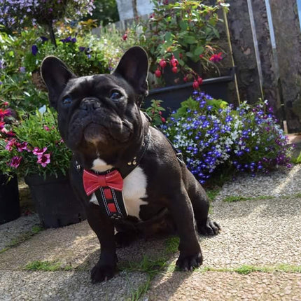 The "Bowtie" handmade leather harness black Small to Medium Size