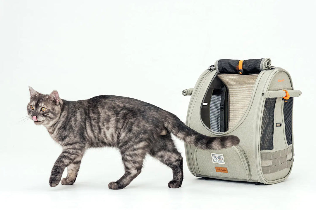 Adventure Cat Carrier Backpack with Window Airline Approved Cat Bag