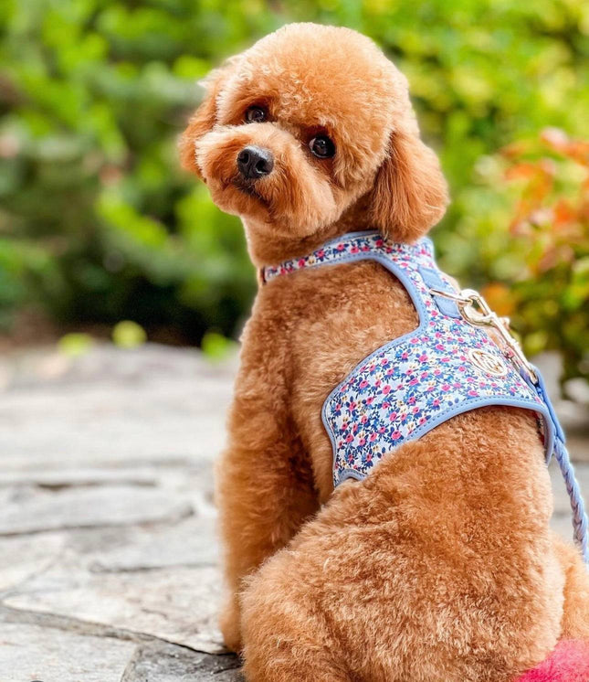 The Periwinkle Dog Harness