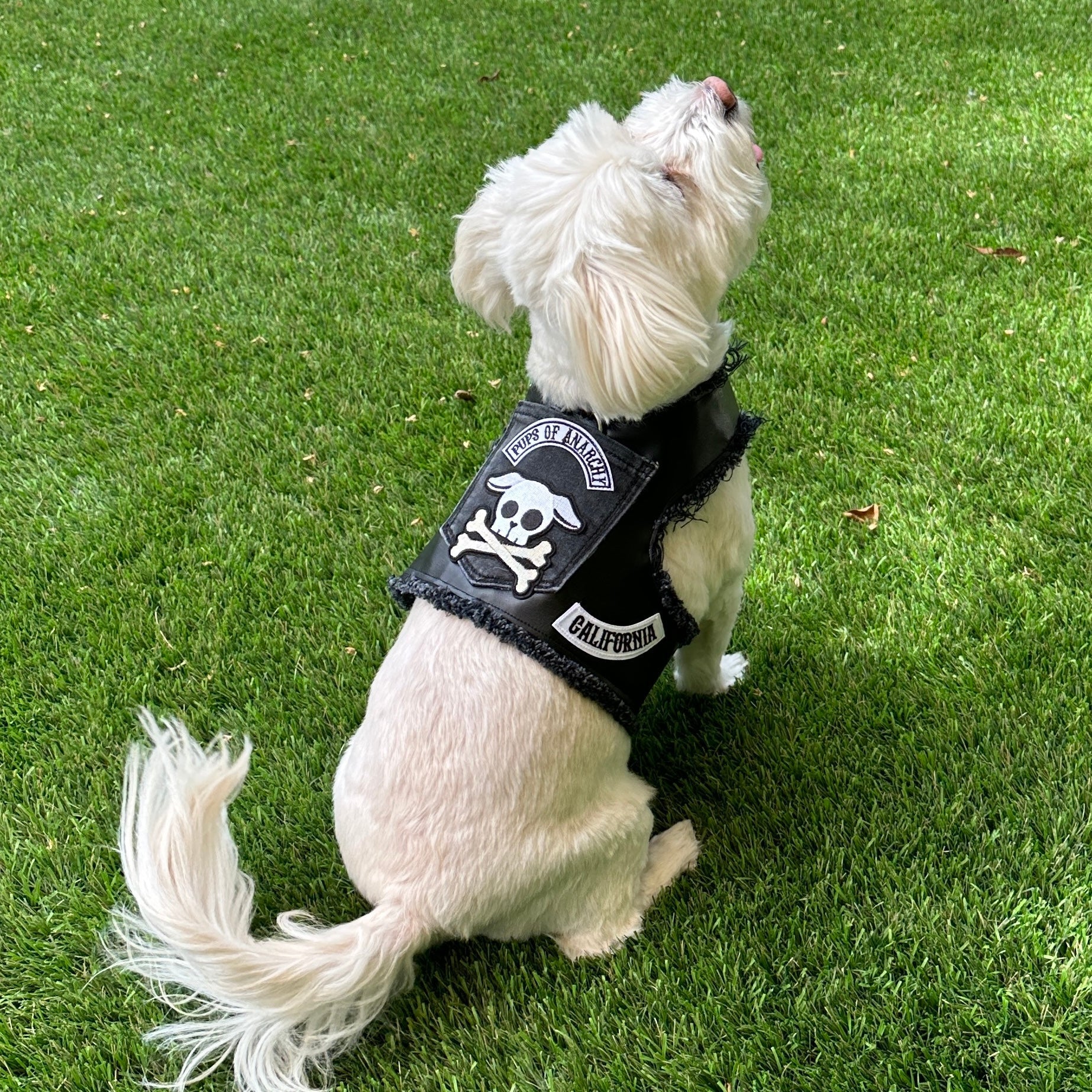 Pups of Anarchy - Faux Leather Harness