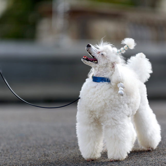 Metallic Blue-Leash